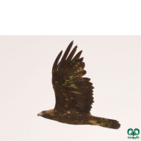 گونه عقاب طلایی Golden Eagle